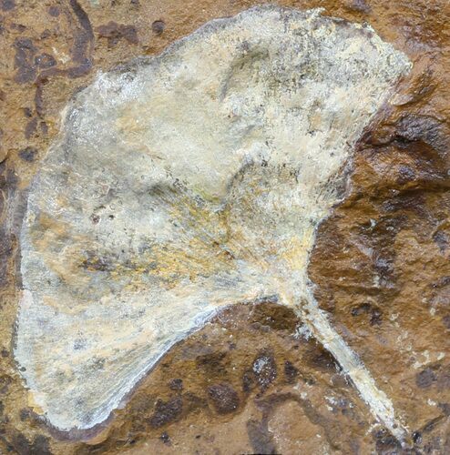 Fossil Ginkgo Leaf From North Dakota - Paleocene #58976